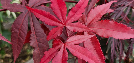 Acer palmatum 'Twombeleys Red Sentinal' Acer palmatum 'Twombeleys Red Sentinal'